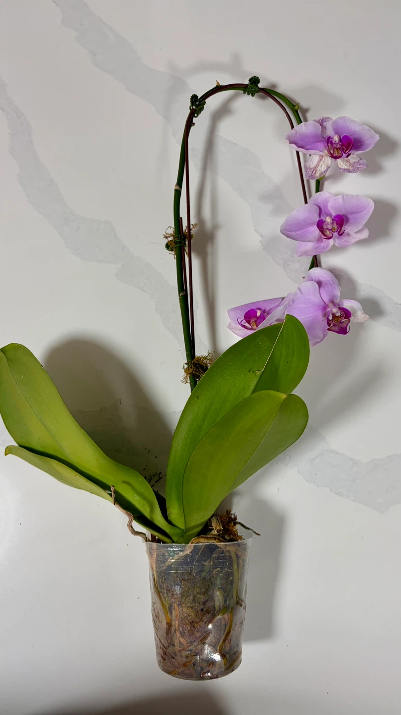 Purple Orchid Plant - photo 3