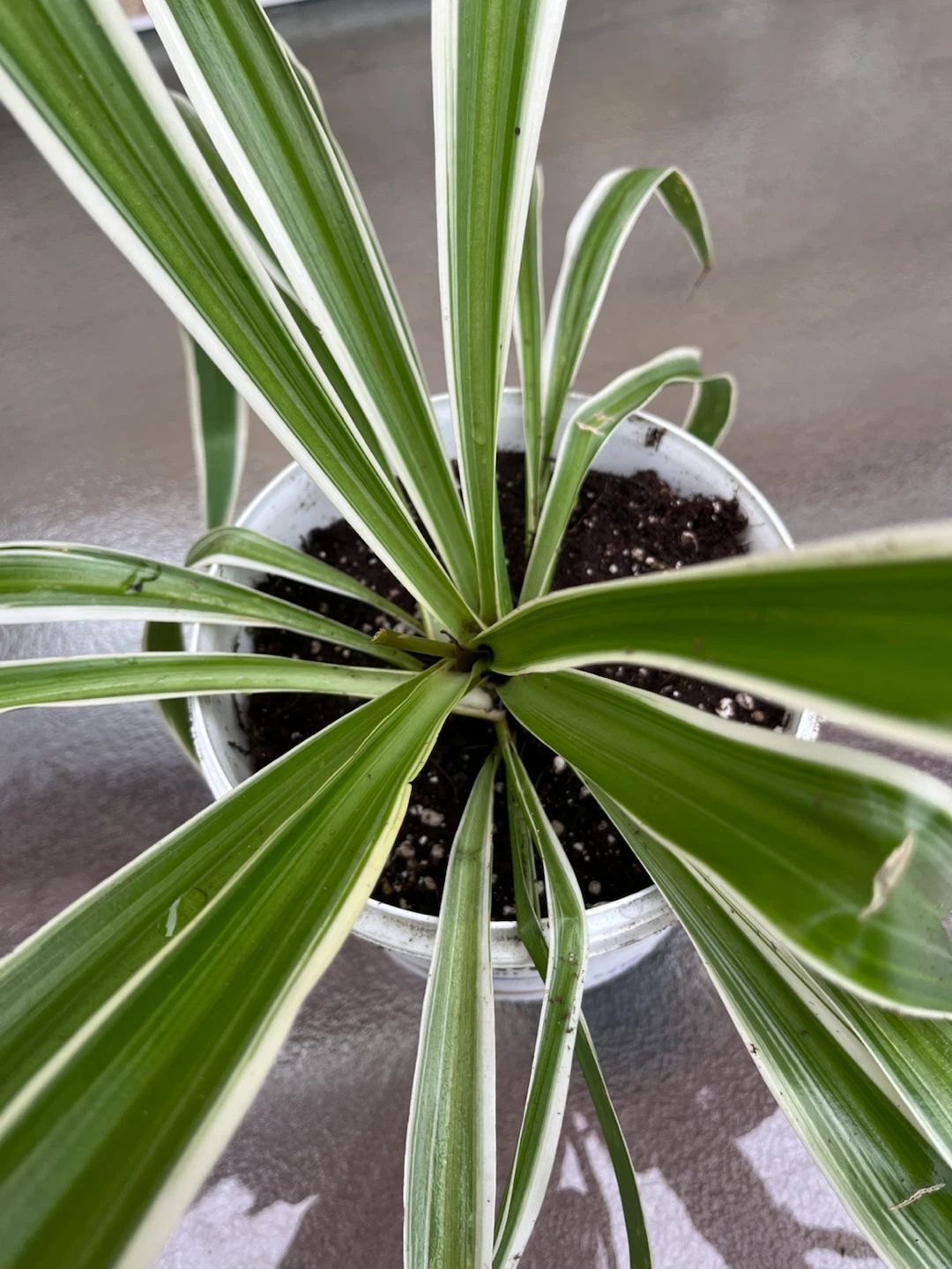 Spider plant