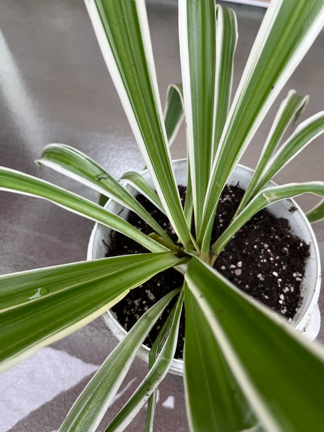 Spider plant - photo 2