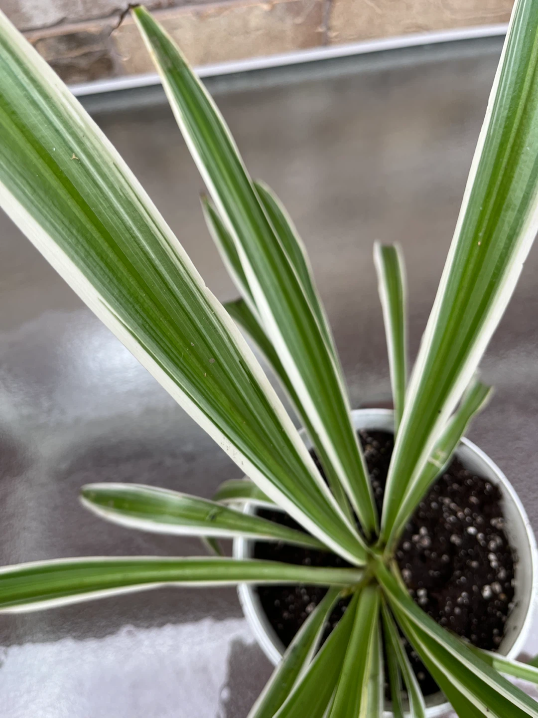 Spider plant - photo 3