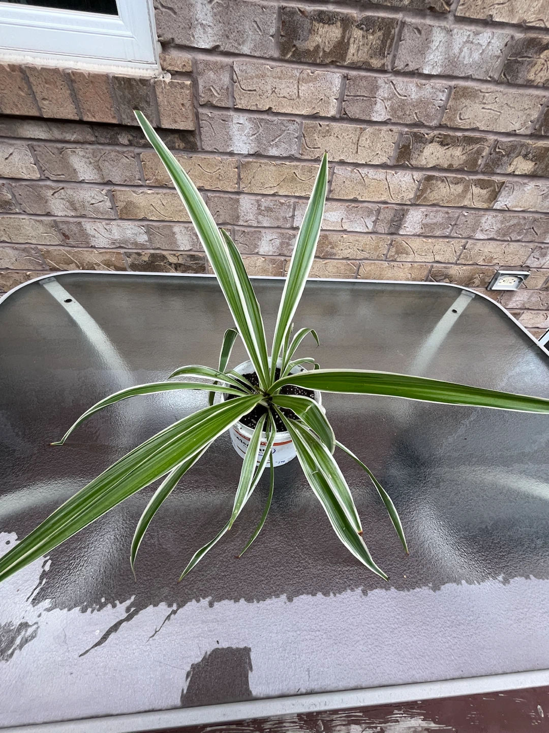 Spider plant - photo 4