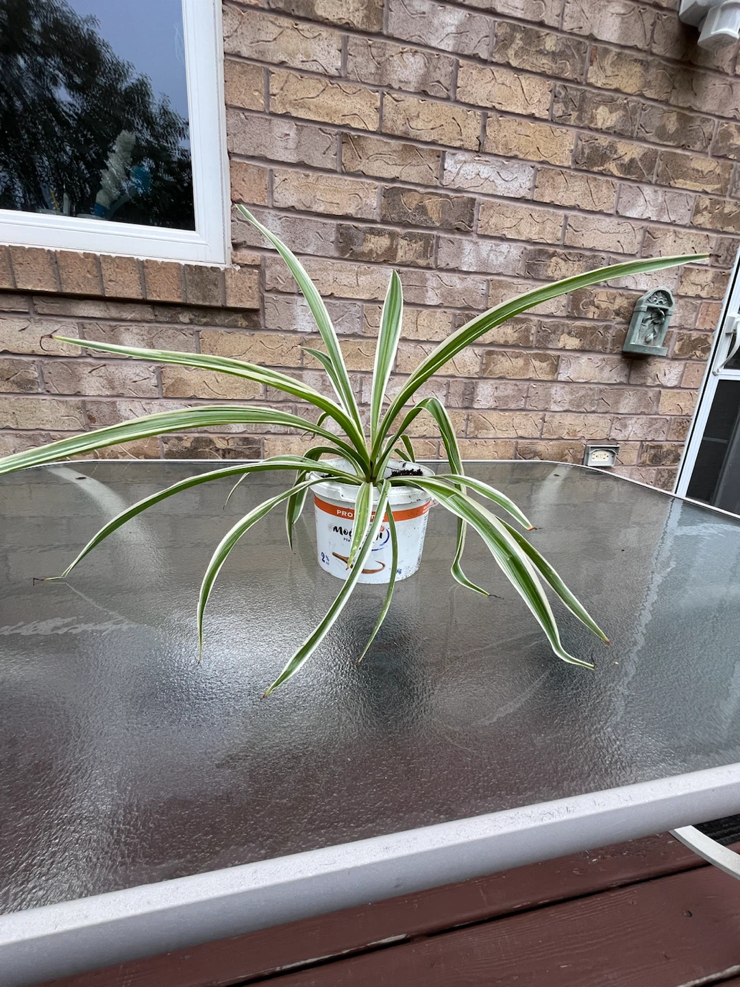 Spider plant - photo 5