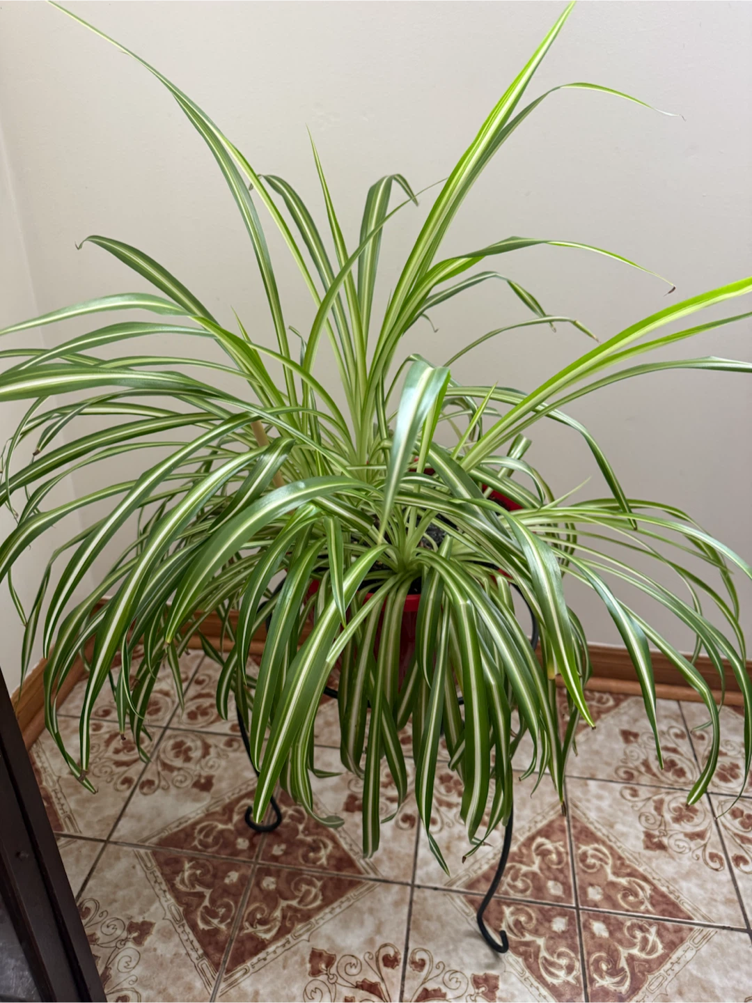 Large Spider Plant in Red Pot