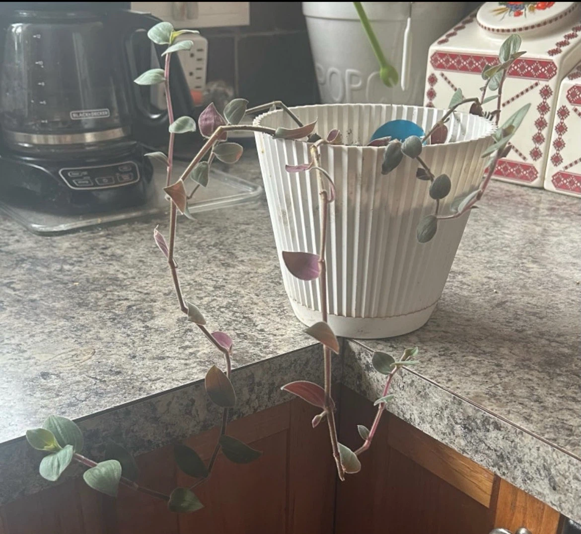 Tradescantia Zebrina Plant in White Pot