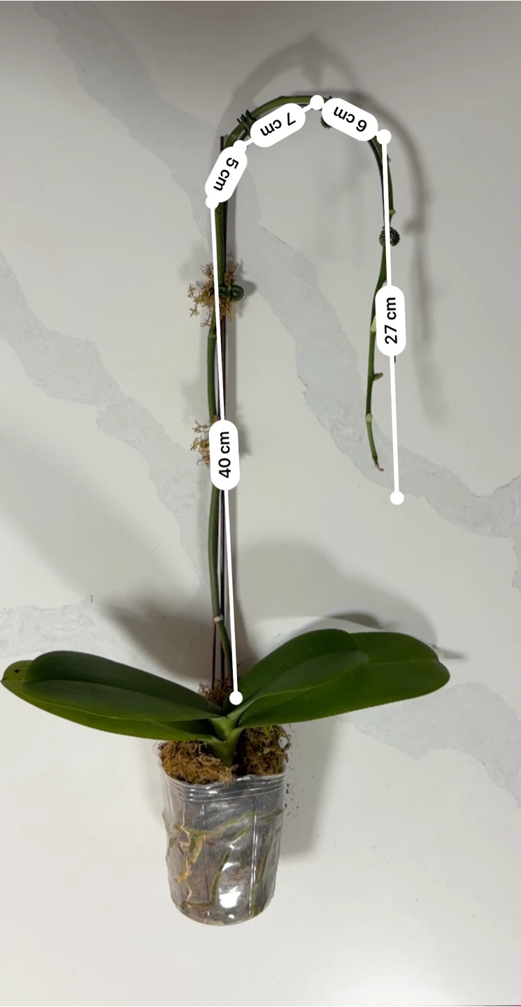 Phalaenopsis Orchid Plant