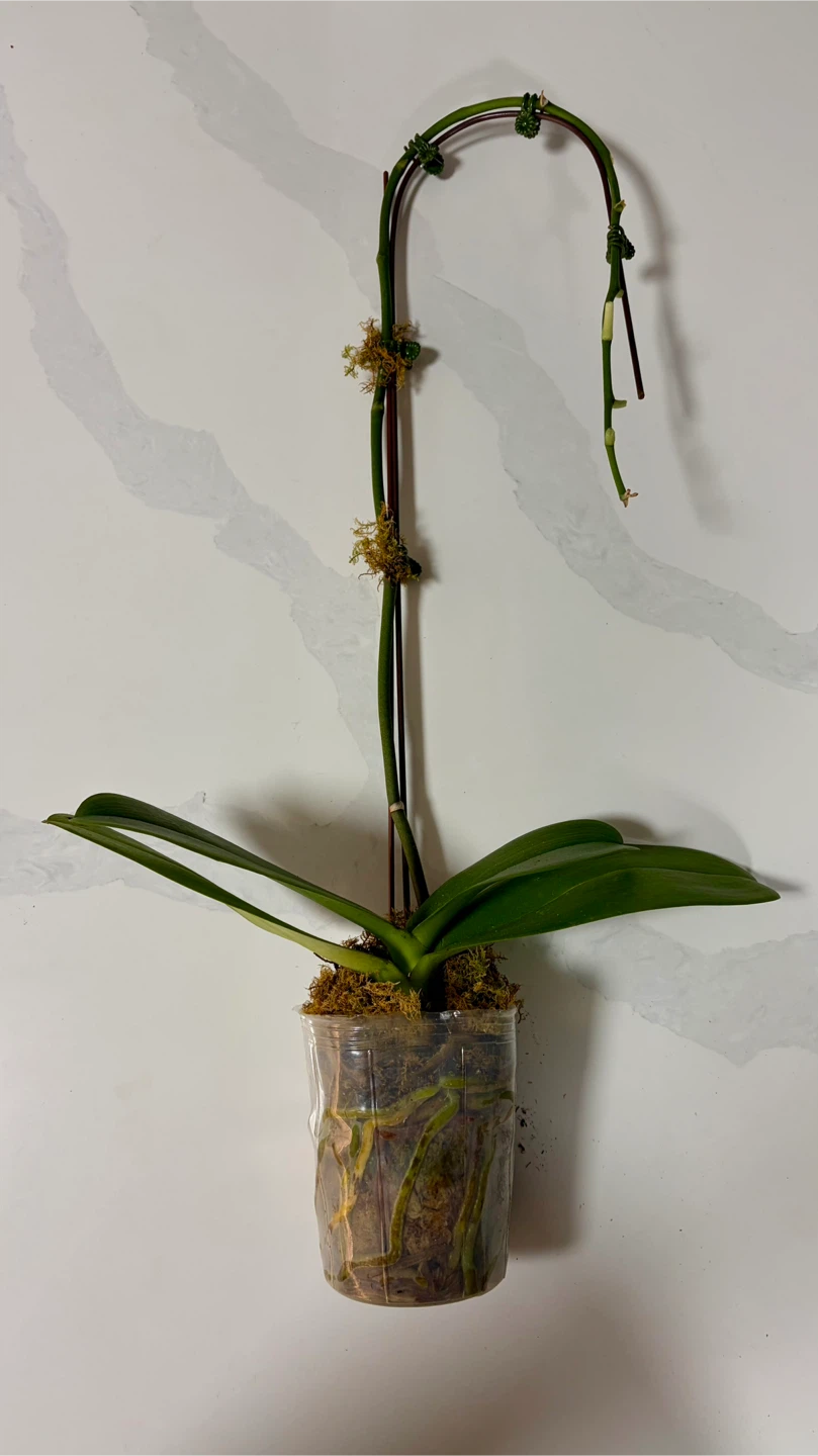 Phalaenopsis Orchid Plant - photo 2