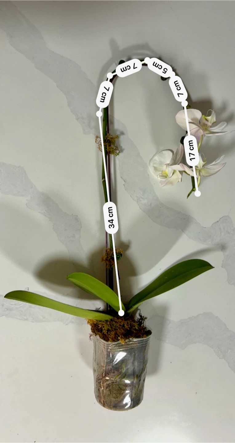 White Phalaenopsis Orchid