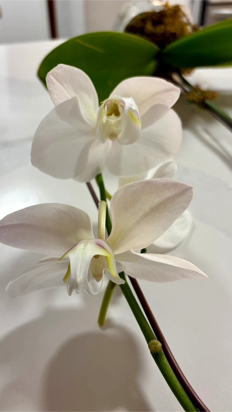 White Phalaenopsis Orchid - photo 2