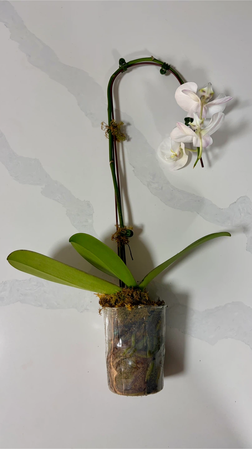White Phalaenopsis Orchid - photo 3