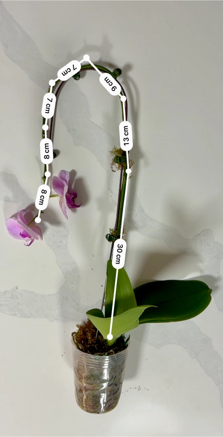 Potted Pink Phalaenopsis Orchid