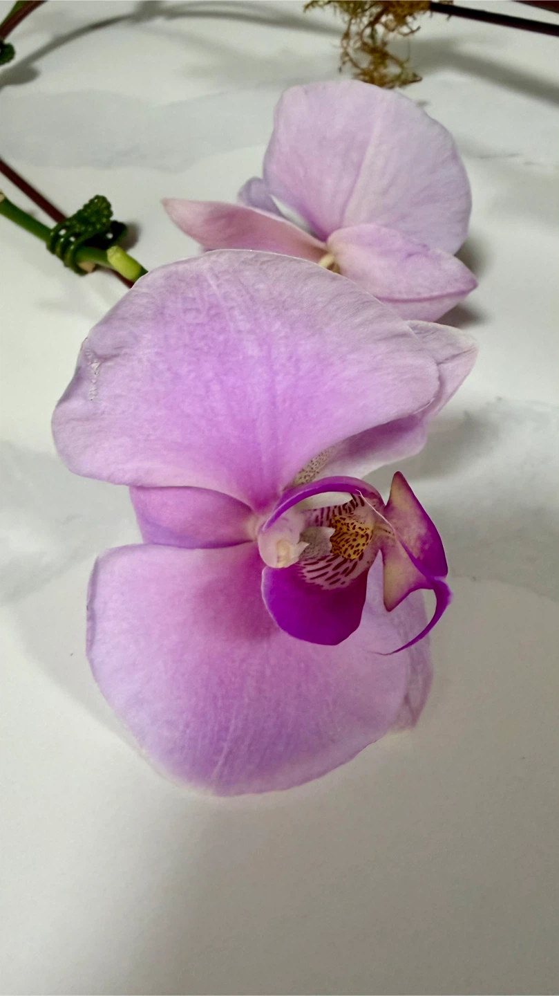 Potted Pink Phalaenopsis Orchid - photo 2