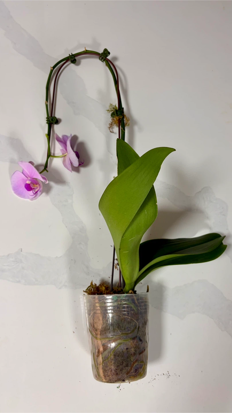 Potted Pink Phalaenopsis Orchid - photo 3