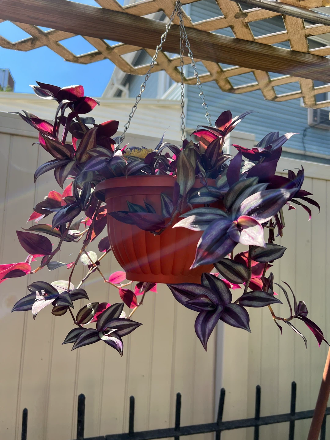Tradescantia Zebrina in Hanging Planter