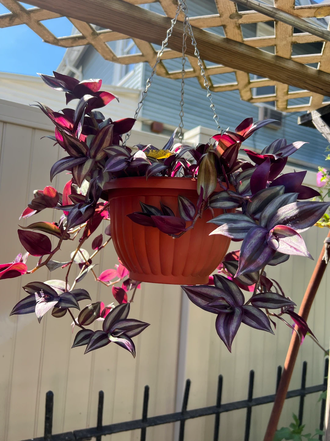 Tradescantia Zebrina in Hanging Planter - photo 2