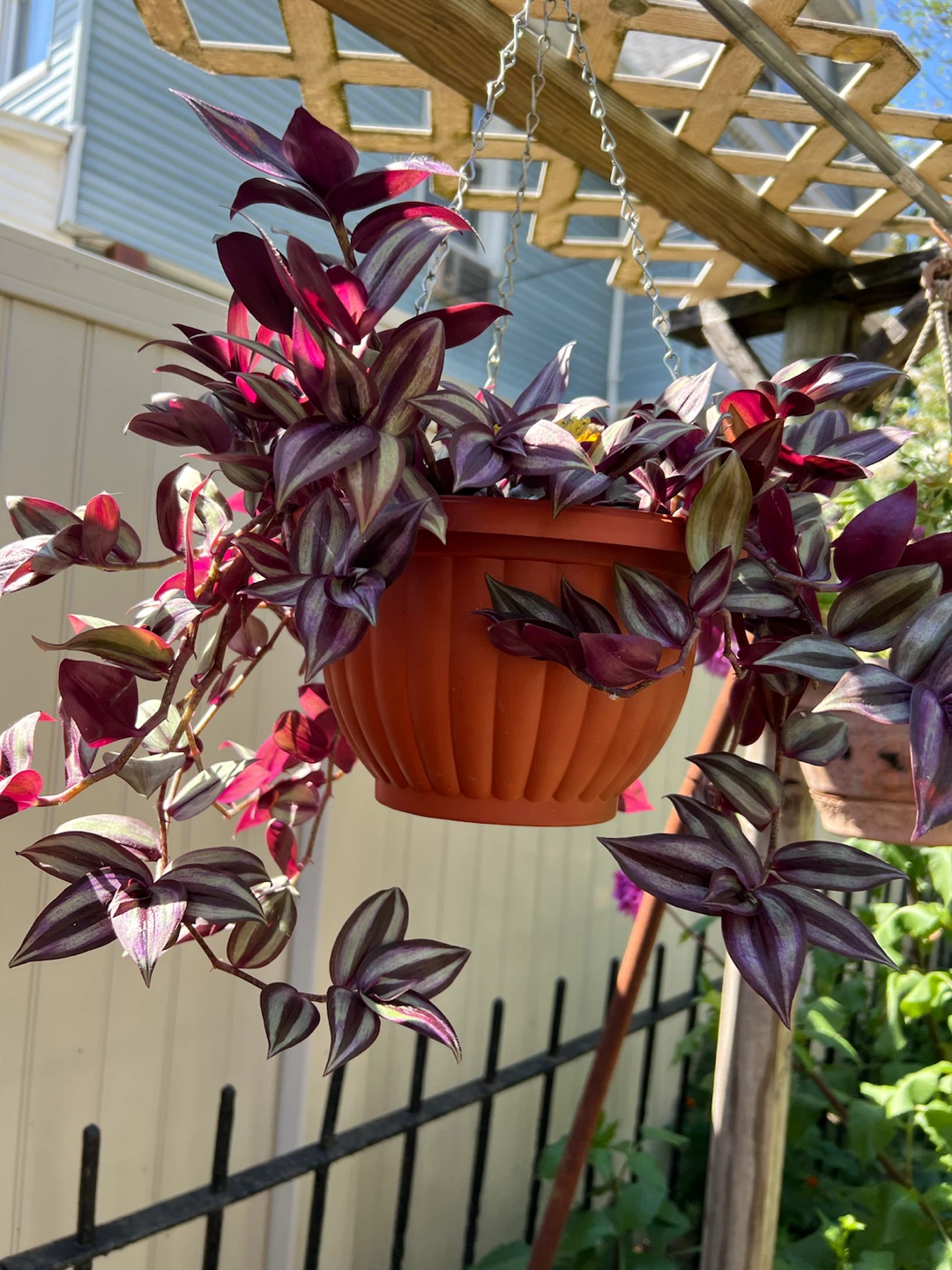 Tradescantia Zebrina in Hanging Planter - photo 3