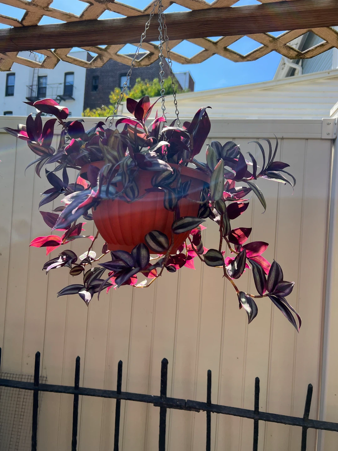 Tradescantia Zebrina in Hanging Planter - photo 4