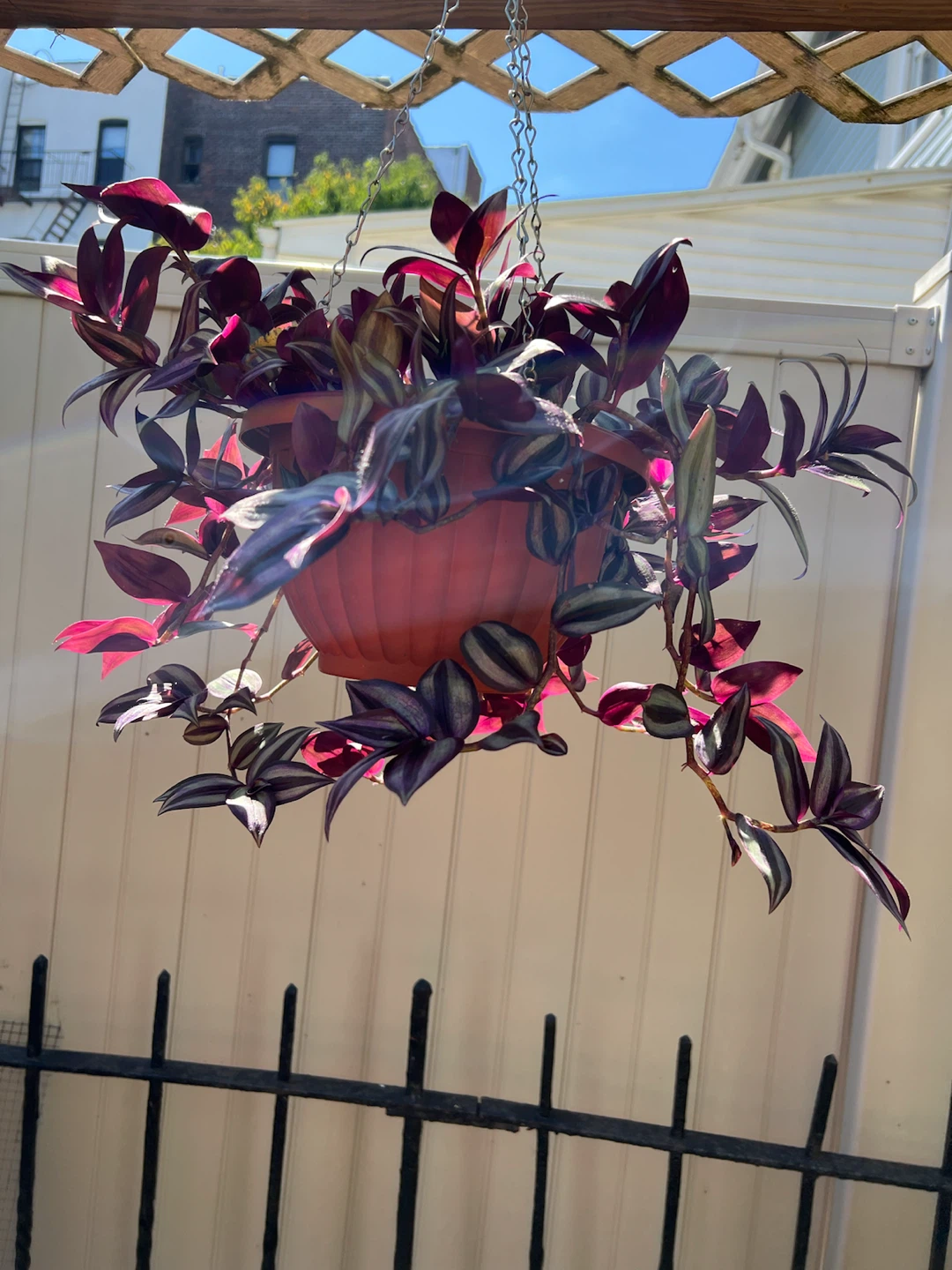 Tradescantia Zebrina in Hanging Planter - photo 5