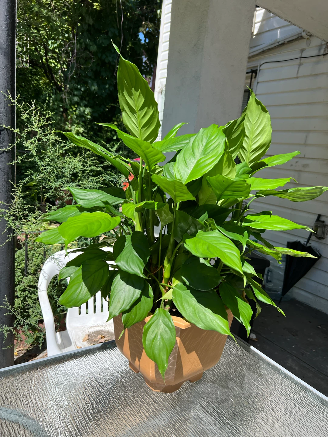 Healthy Peace Lily Plant(Chinese evergreen plant)
