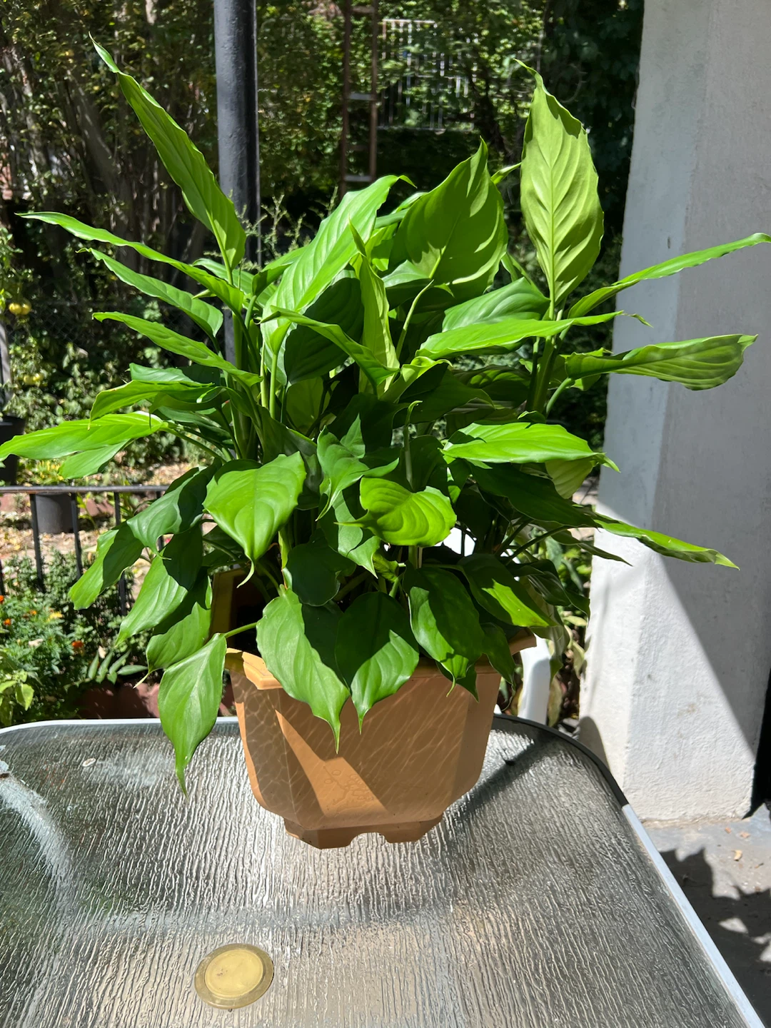 Healthy Peace Lily Plant(Chinese evergreen plant) - photo 2