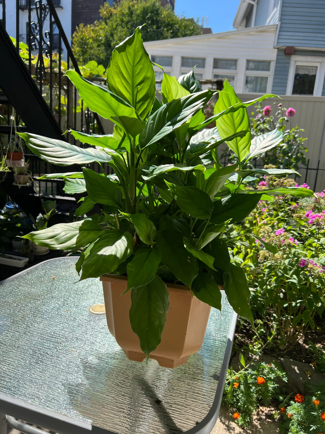 Healthy Peace Lily Plant(Chinese evergreen plant) - photo 3