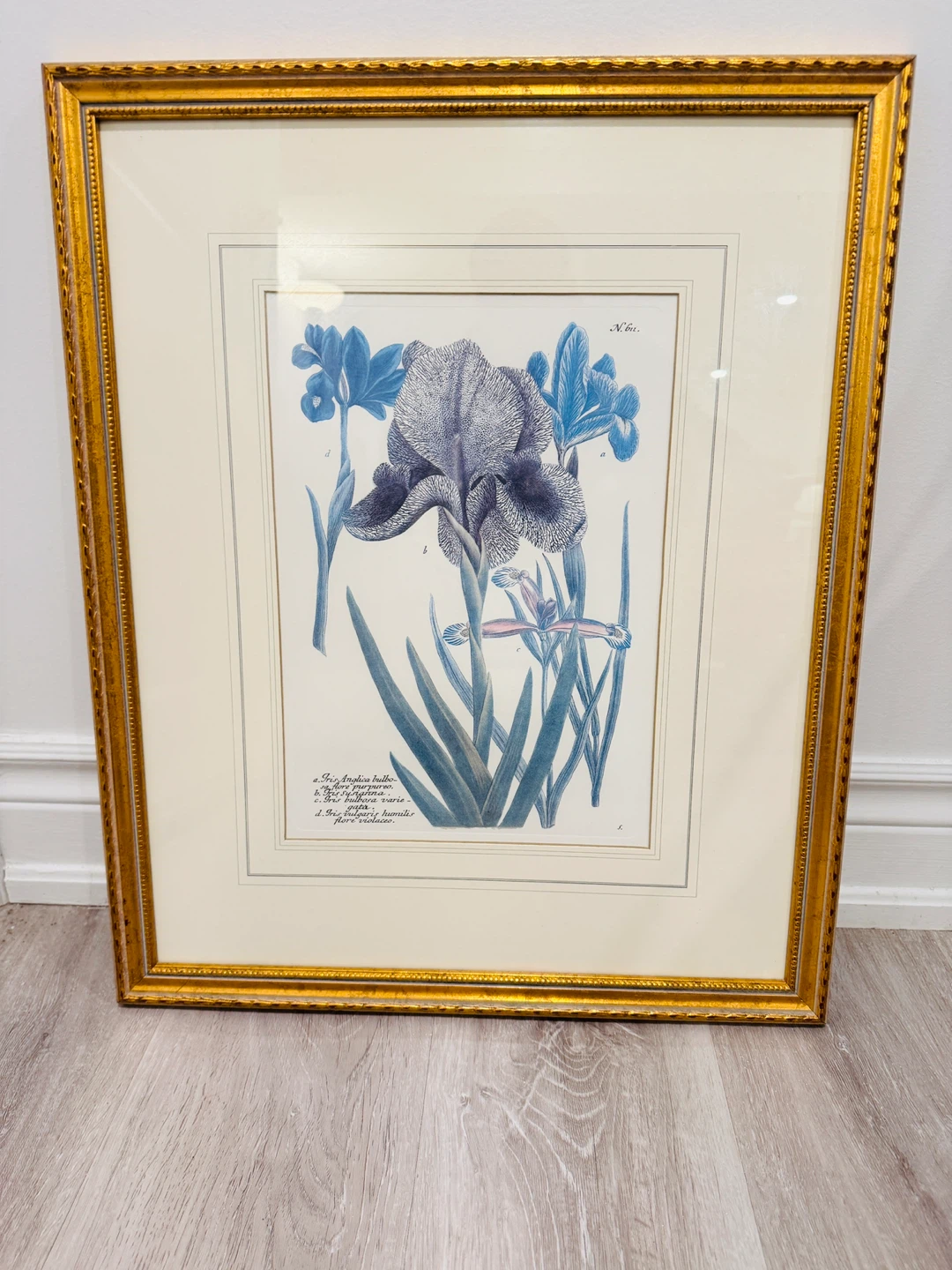 Johann Wilhelm Weinmann C18th Botanical  Prints in gold frame
