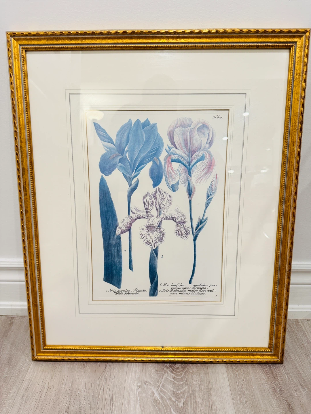 Johann Wilhelm Weinmann C18th Botanical  Prints in gold frame - photo 2