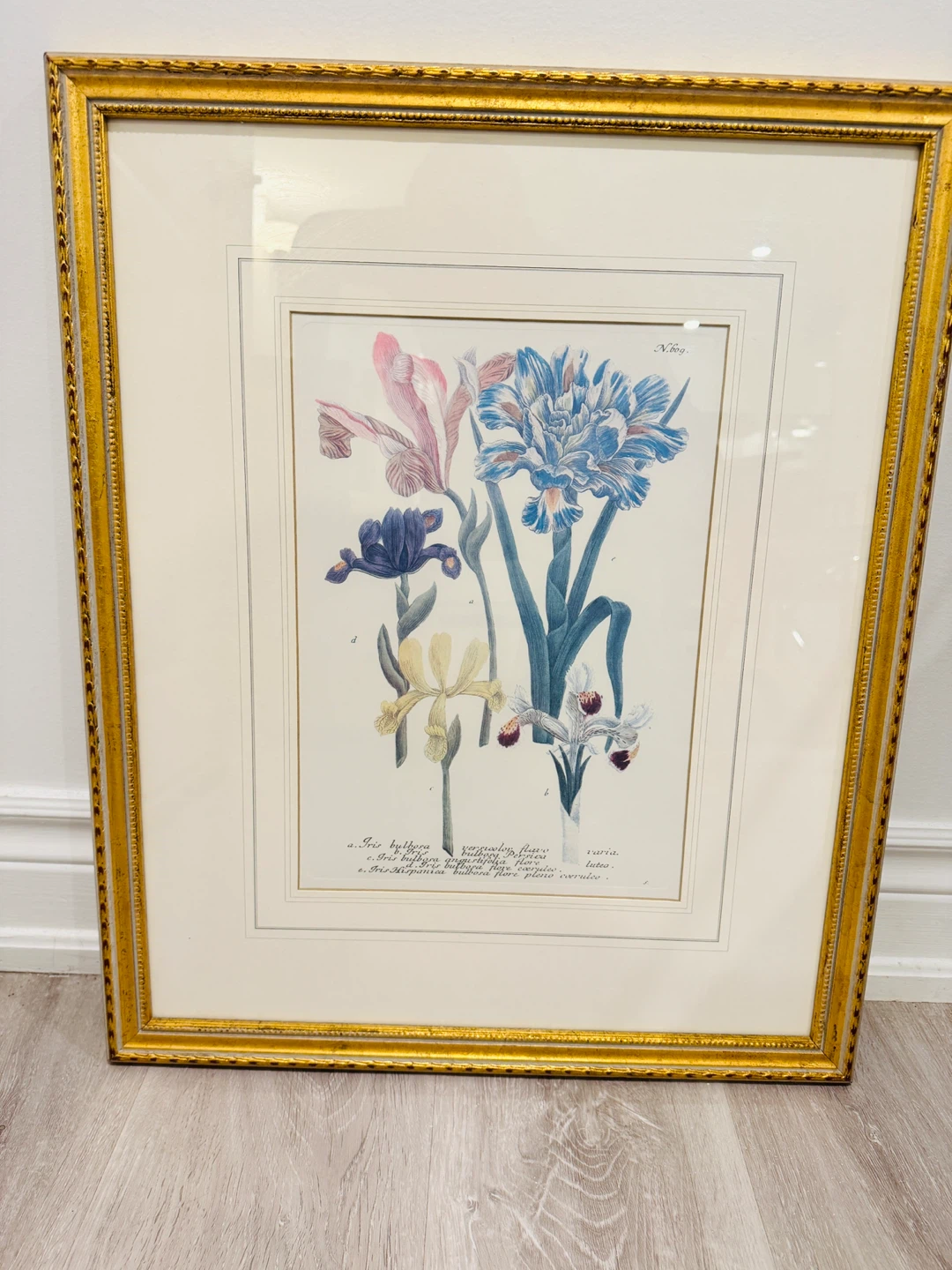 Johann Wilhelm Weinmann C18th Botanical  Prints in gold frame - photo 3