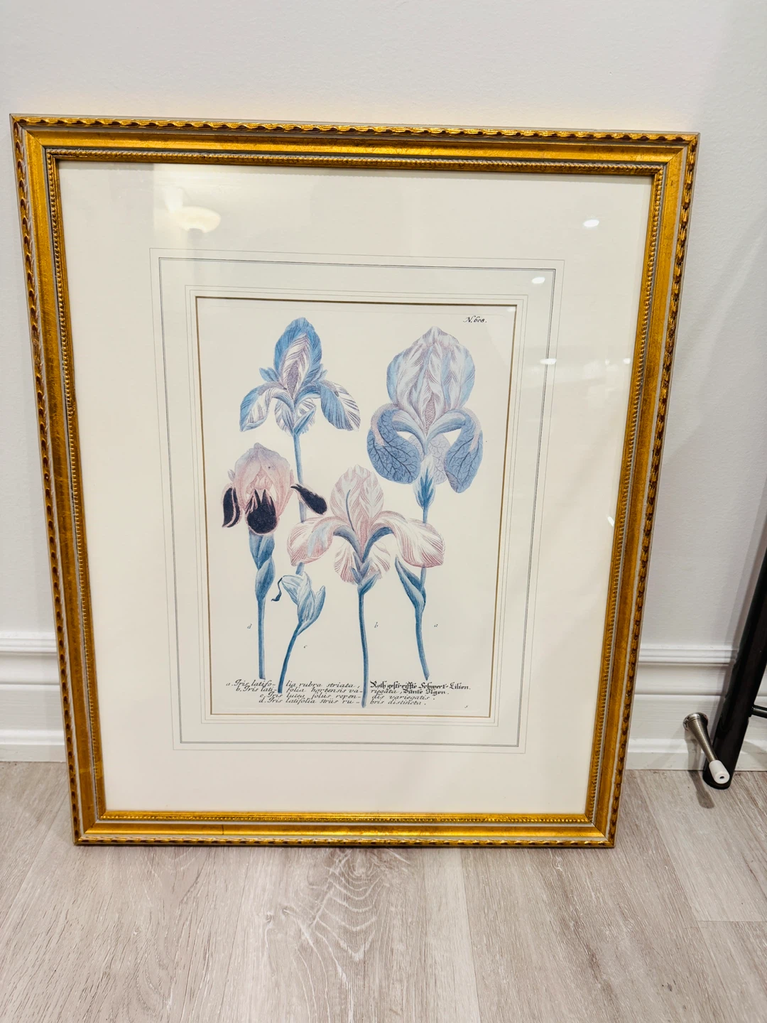 Johann Wilhelm Weinmann C18th Botanical  Prints in gold frame - photo 4