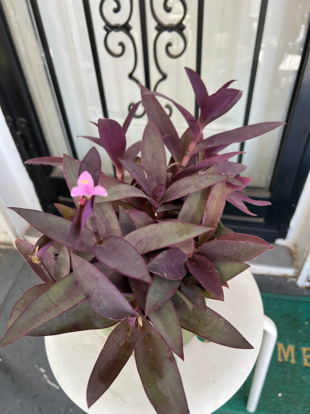 Tradescantia Purple Heart plant with flower
