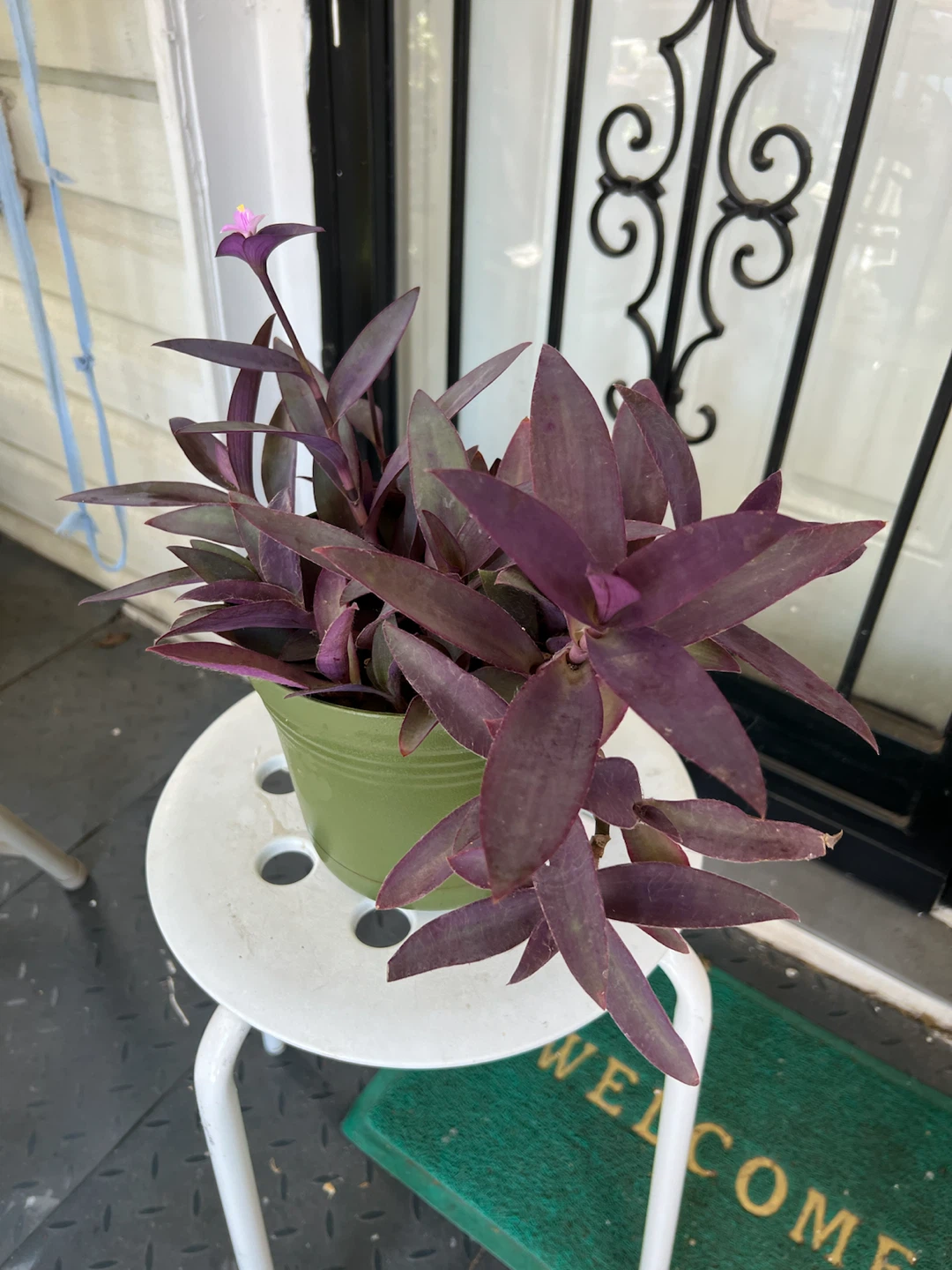Tradescantia Purple Heart plant with flower - photo 2