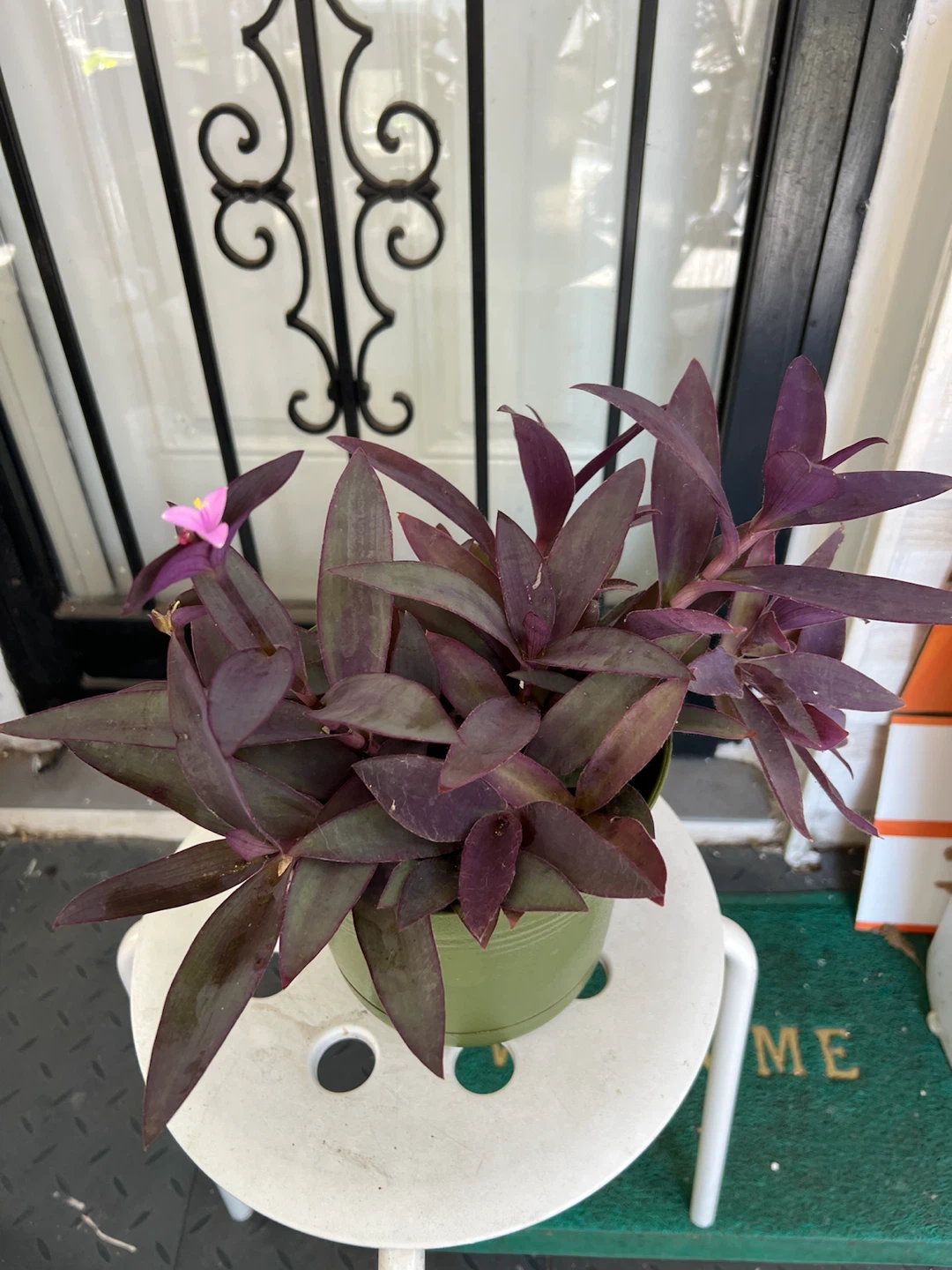 Tradescantia Purple Heart plant with flower - photo 3
