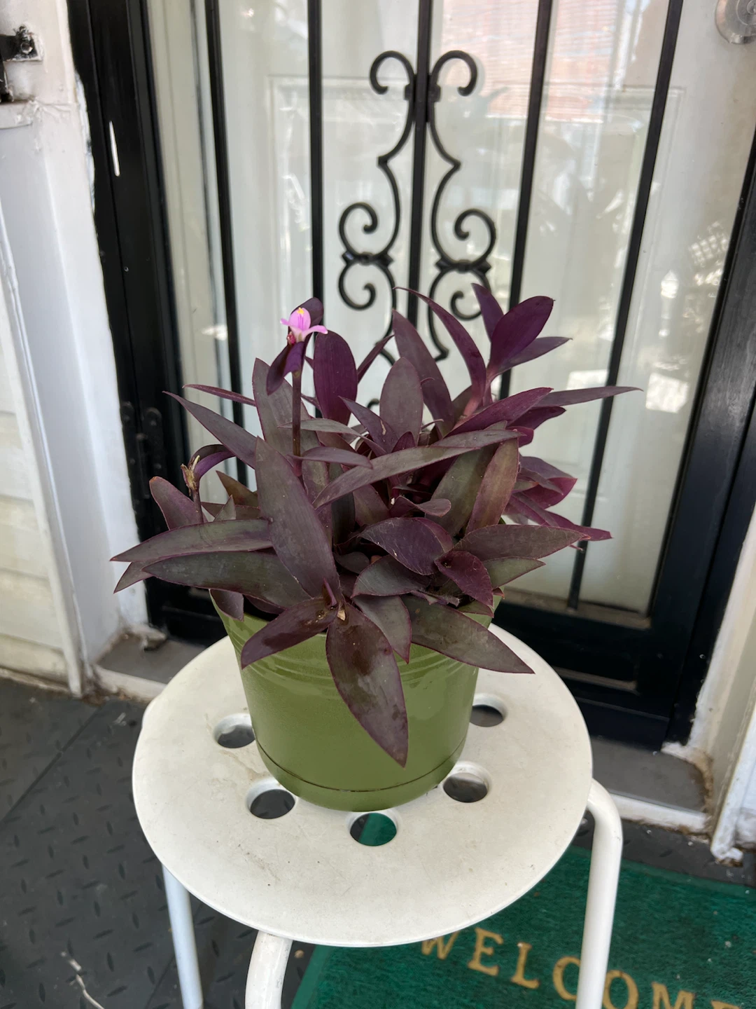 Tradescantia Purple Heart plant with flower - photo 4