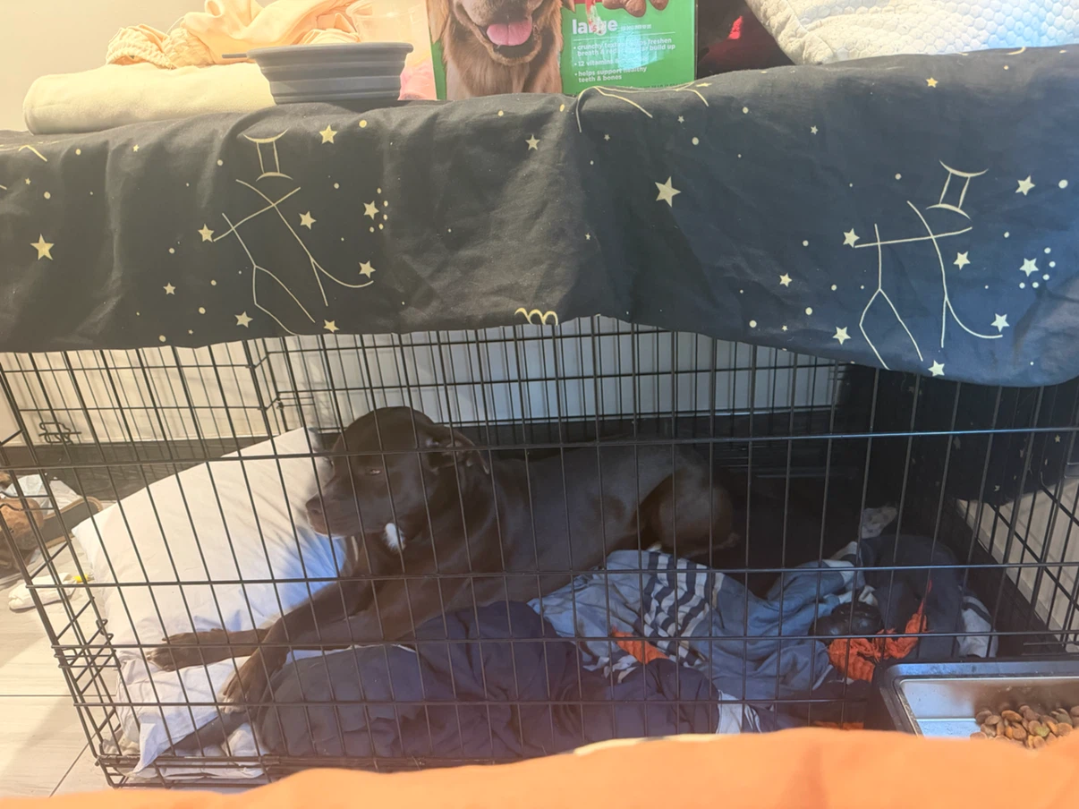 Large Wire Dog Crate