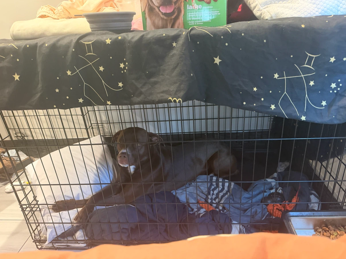 Large Wire Dog Crate - photo 2