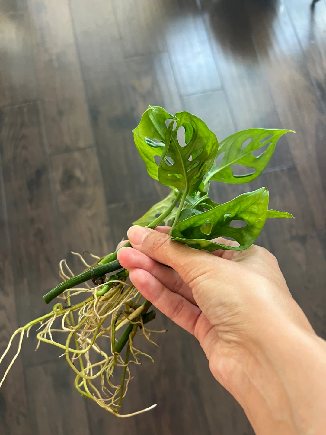 Rooted Monstera Adansonii Plant Cuttings