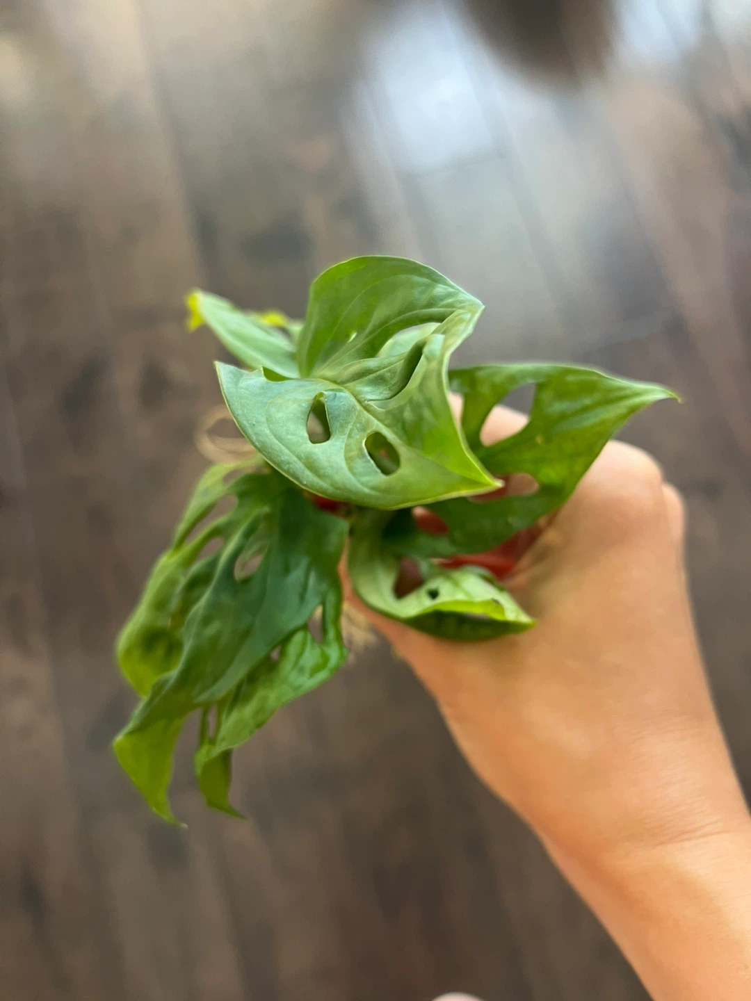 Rooted Monstera Adansonii Plant Cuttings - photo 2