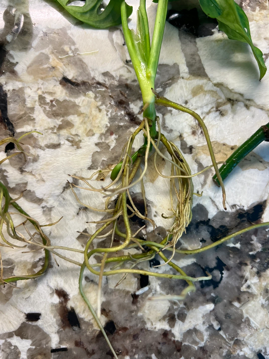 Rooted Monstera Adansonii Plant Cuttings - photo 3