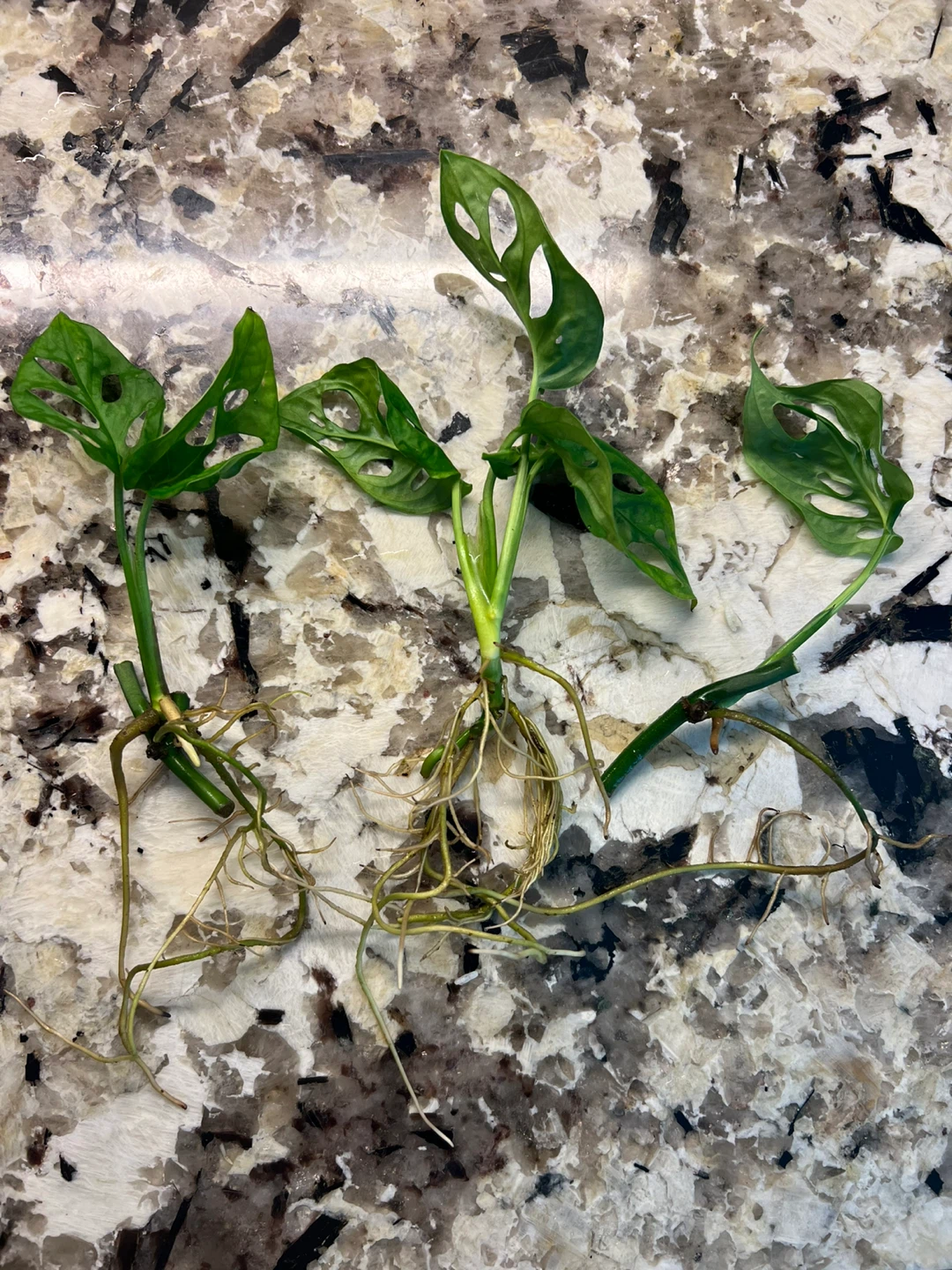 Rooted Monstera Adansonii Plant Cuttings - photo 4