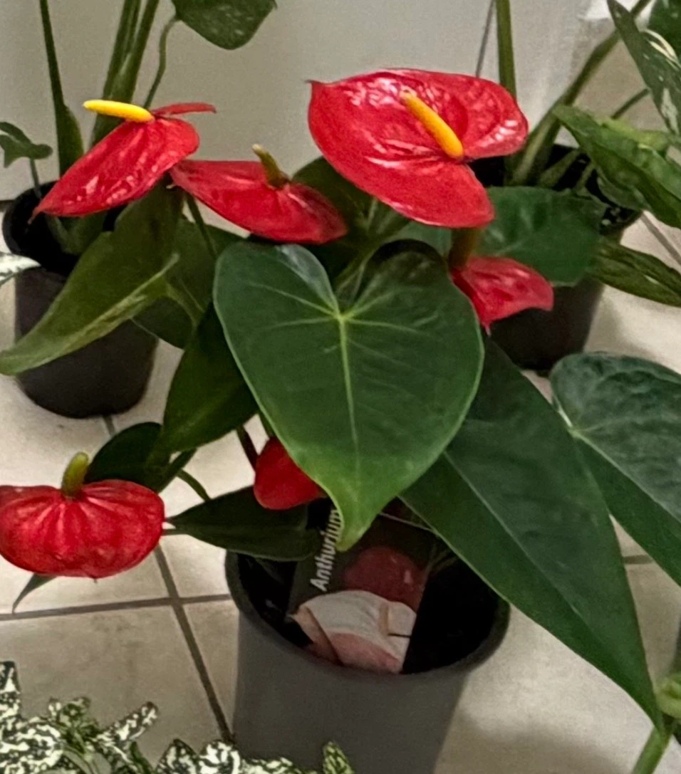Anthurium Houseplant