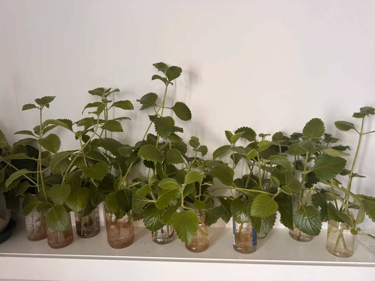 Healthy rooted Oregano