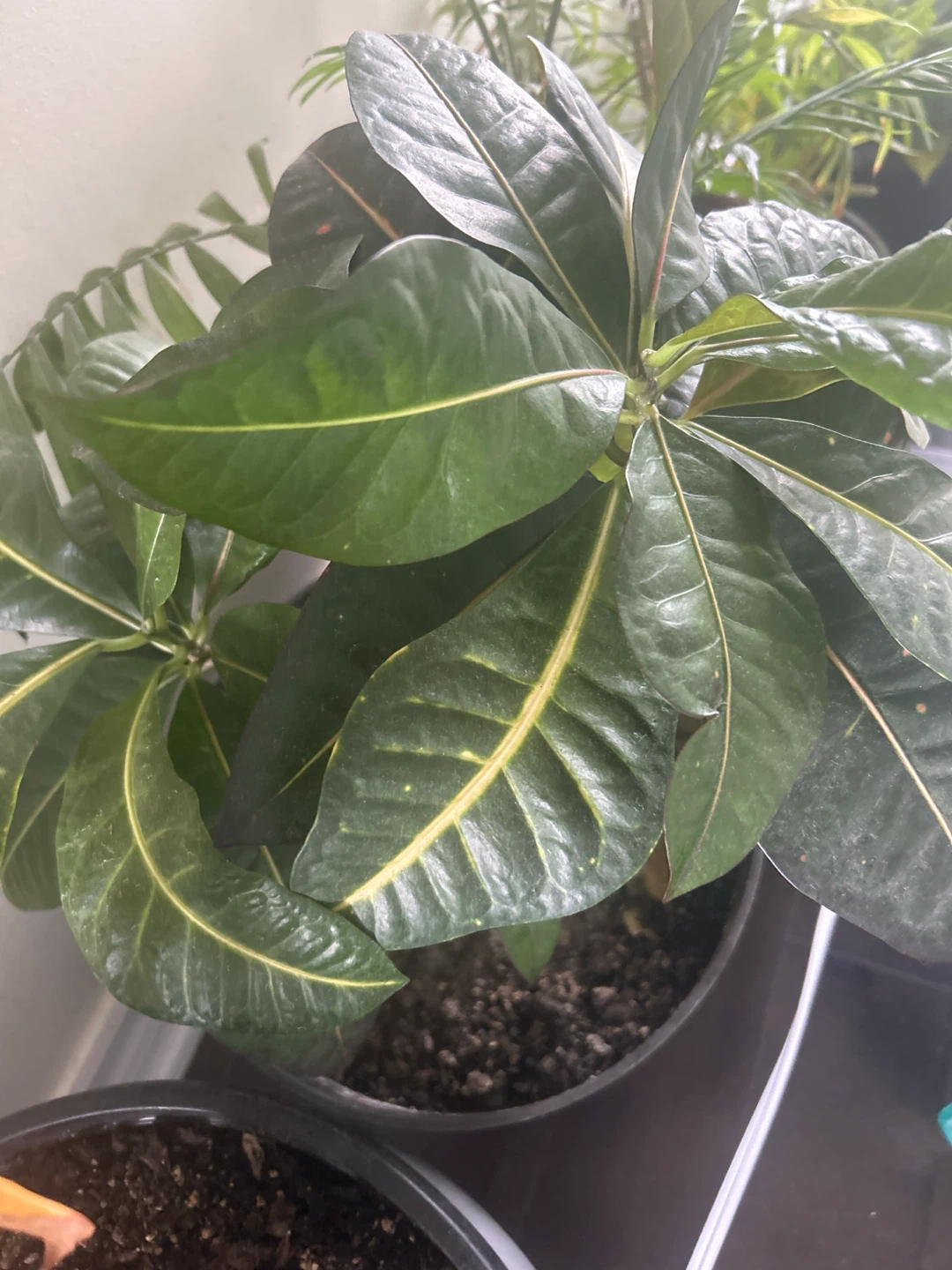 Croton Plant - photo 2