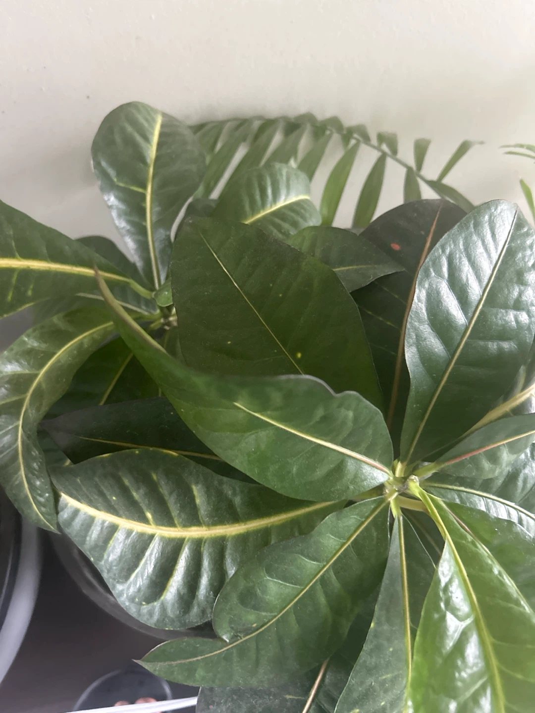 Croton Plant - photo 3