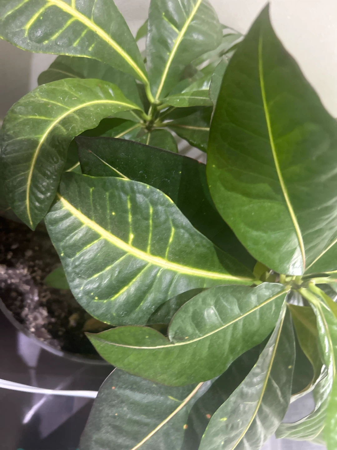 Croton Plant - photo 4