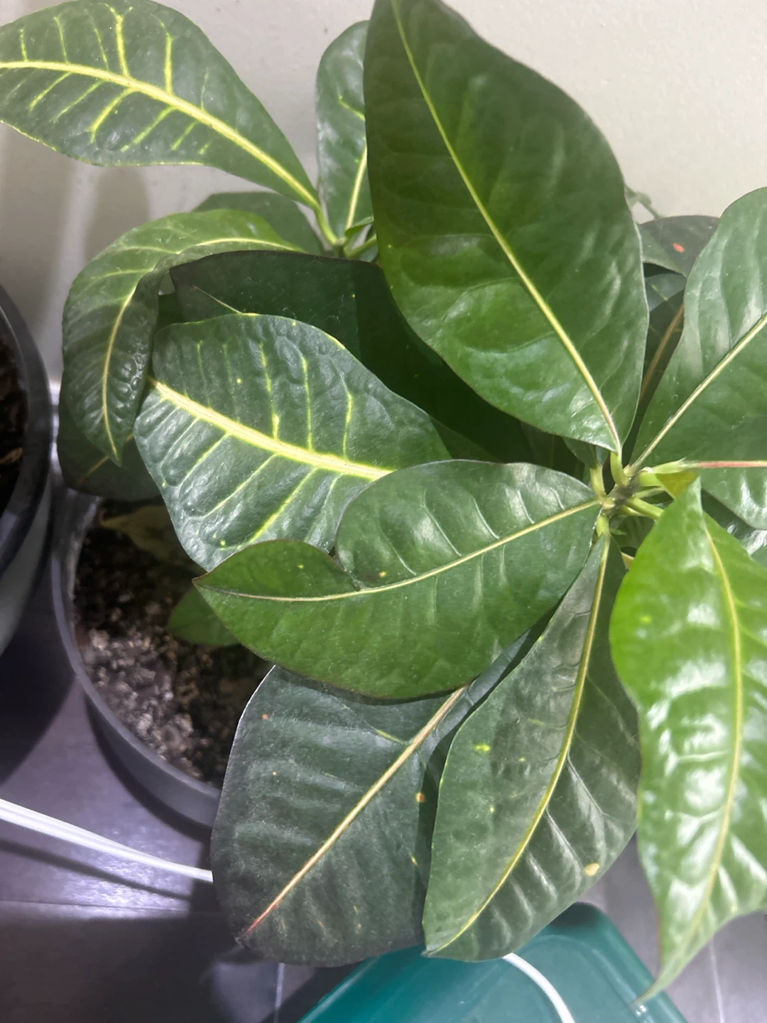 Croton Plant - photo 5