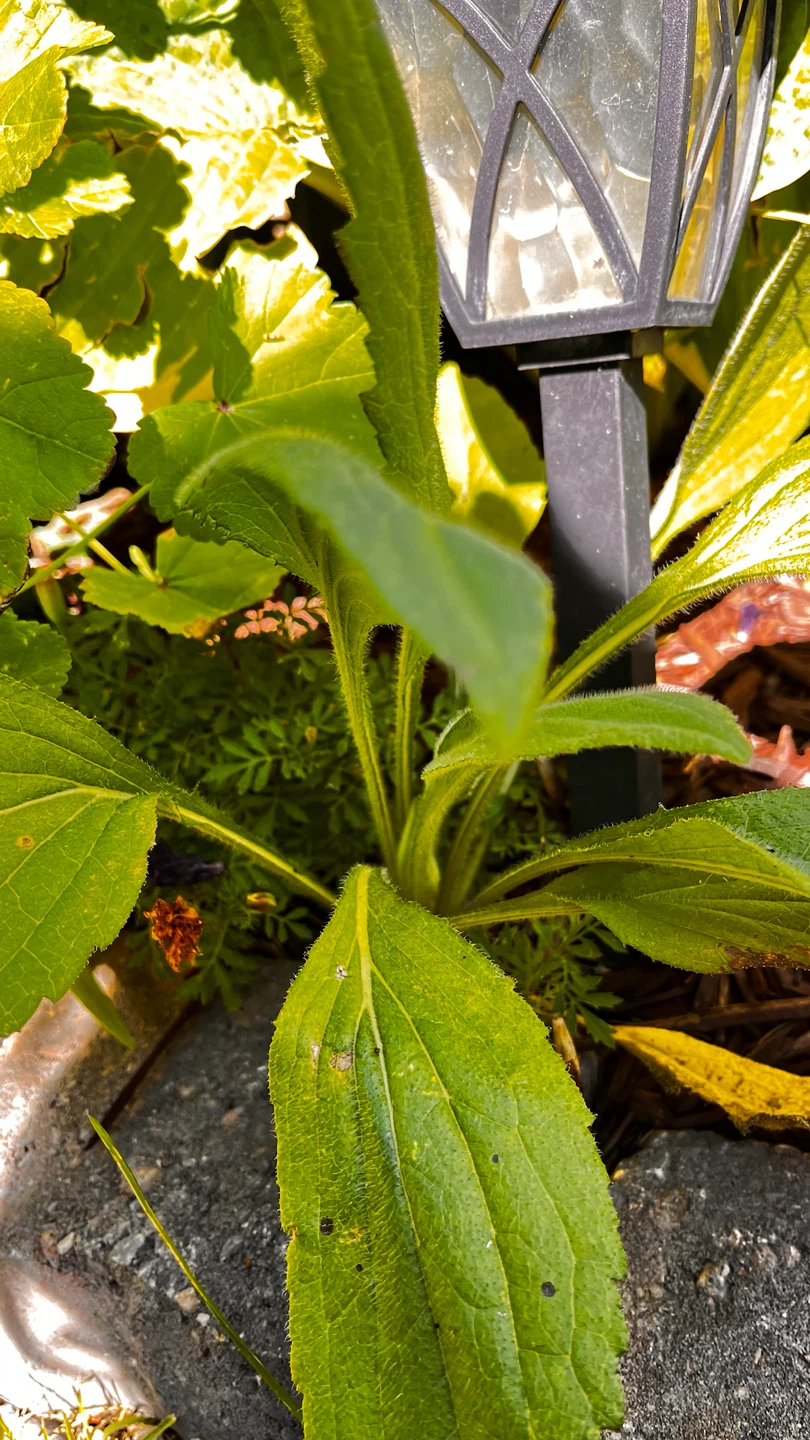 Black Eyed Susan perennials. - photo 2