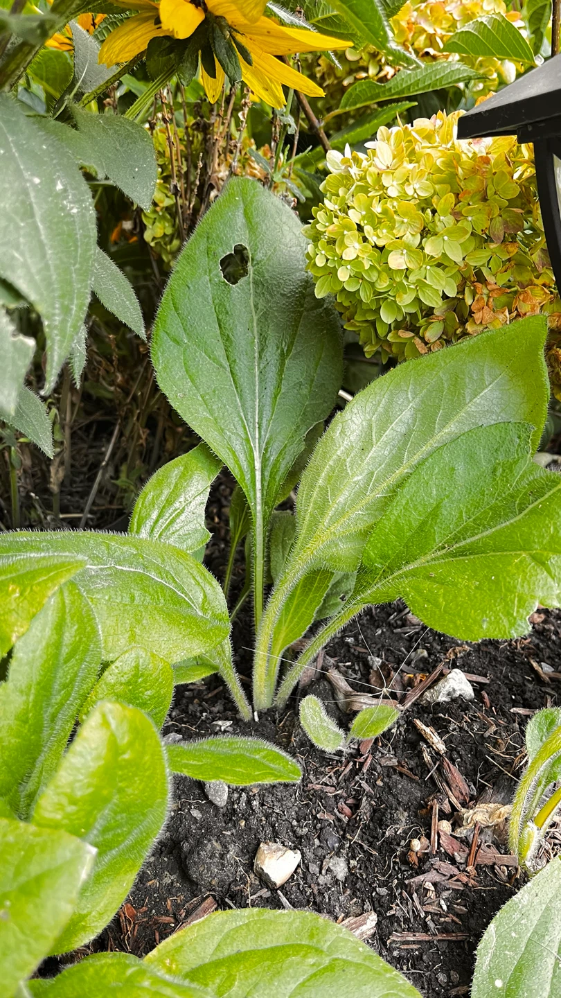 Black Eyed Susan perennials. - photo 3