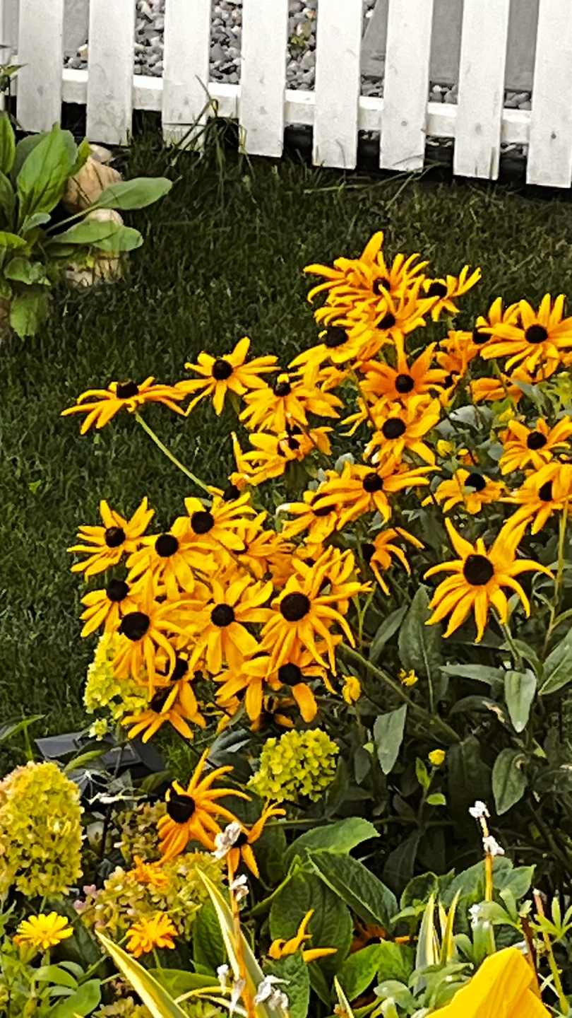 Black Eyed Susan perennials. - photo 4