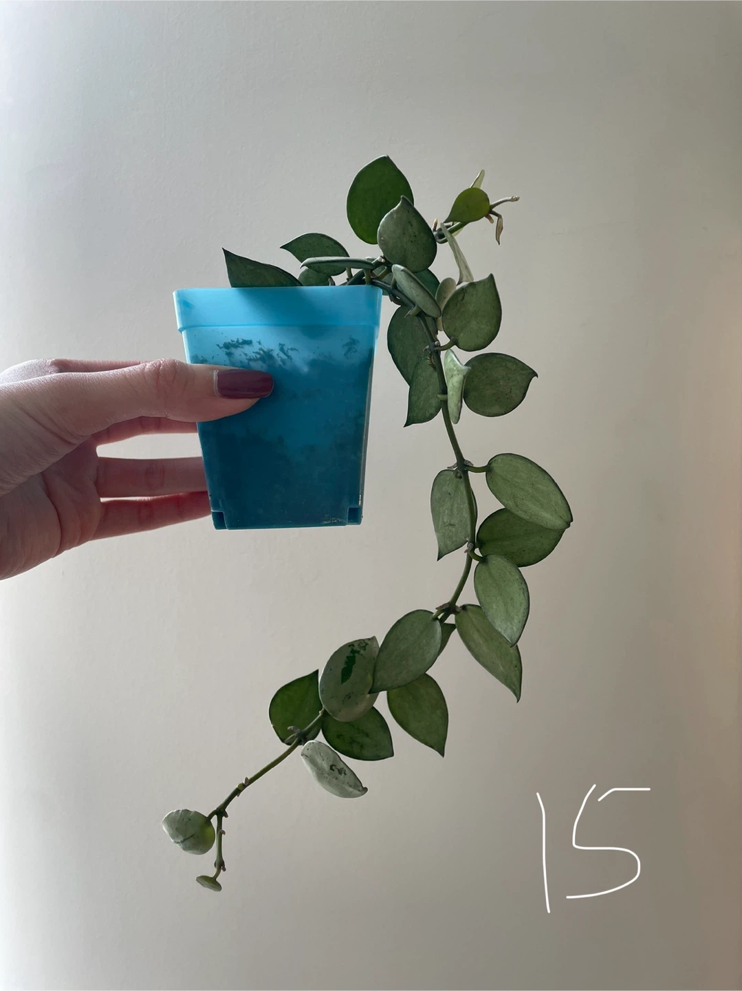 Hoya Krohniana Super Silver ($10-$15) - photo 2