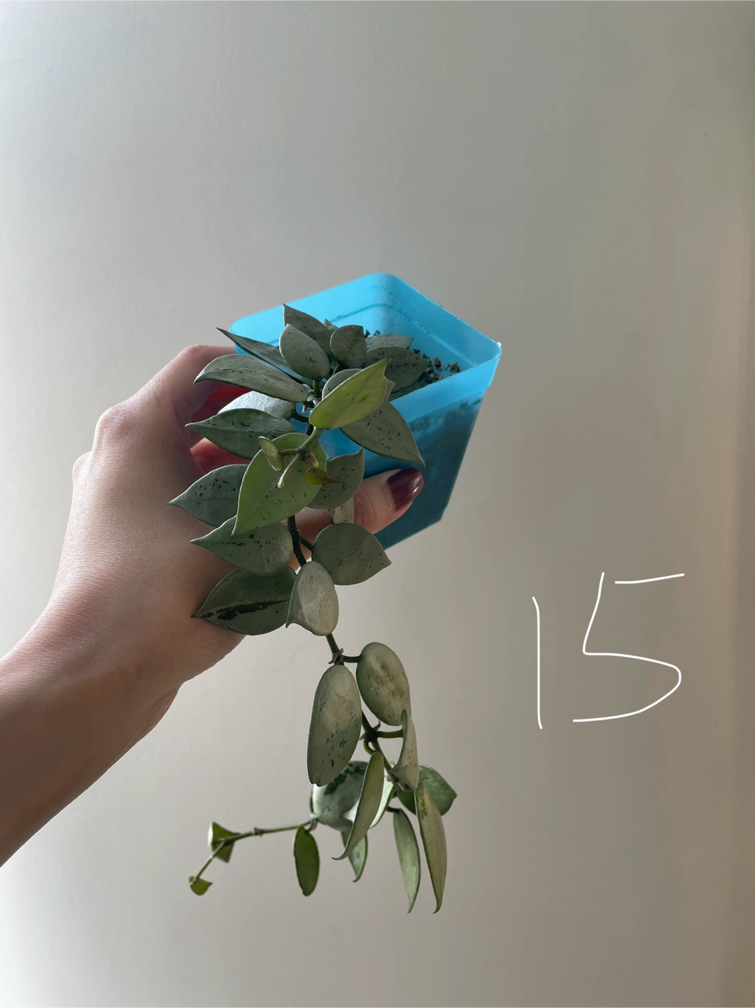 Hoya Krohniana Super Silver ($10-$15)