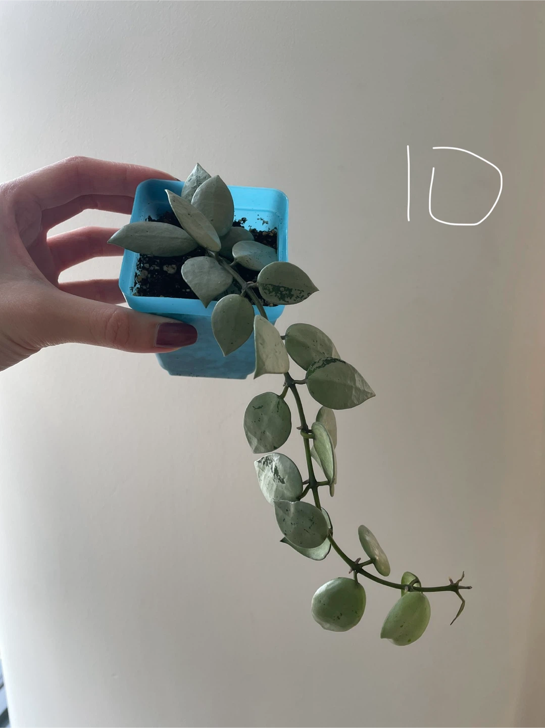 Hoya Krohniana Super Silver ($10-$15) - photo 3